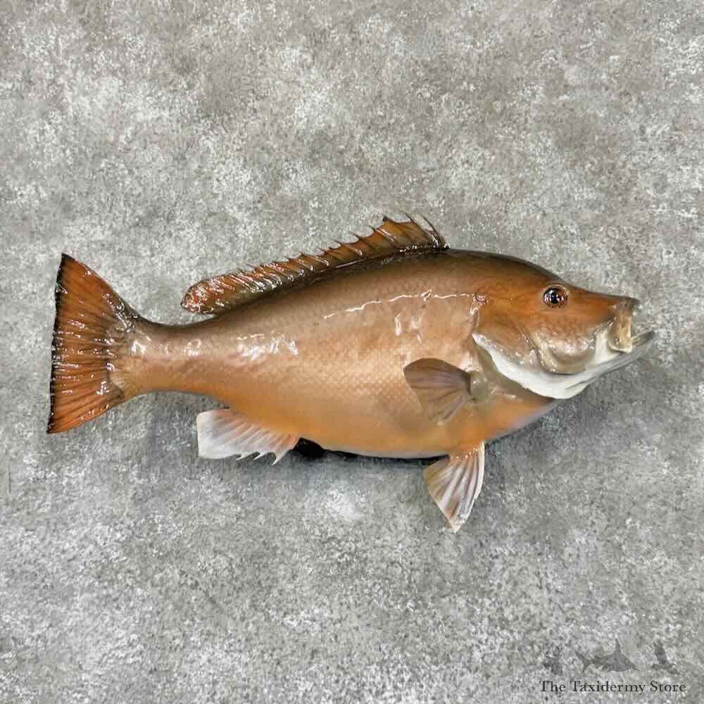 Red Snapper Fish Mount For Sale #30882 @ The Taxidermy Store