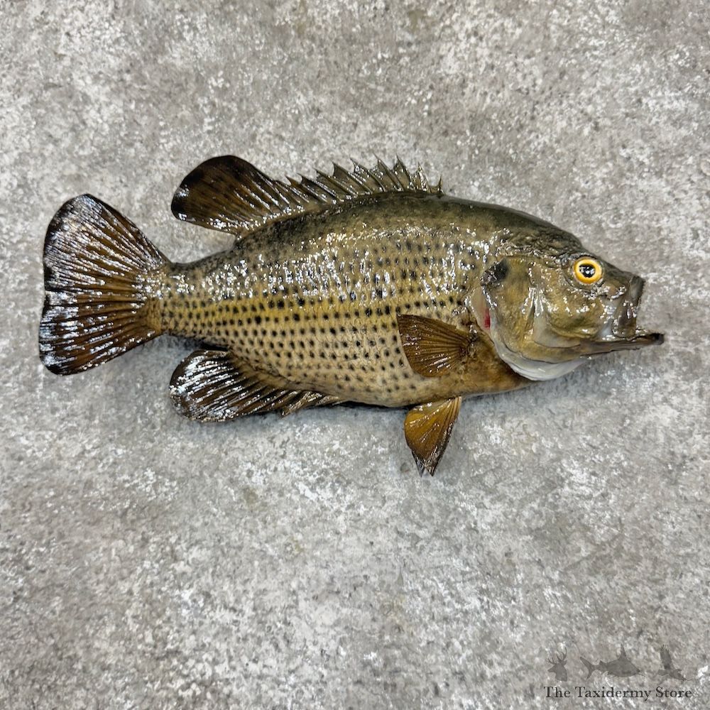 Rock Bass Fish Mount For Sale #30243 @ The Taxidermy Store
