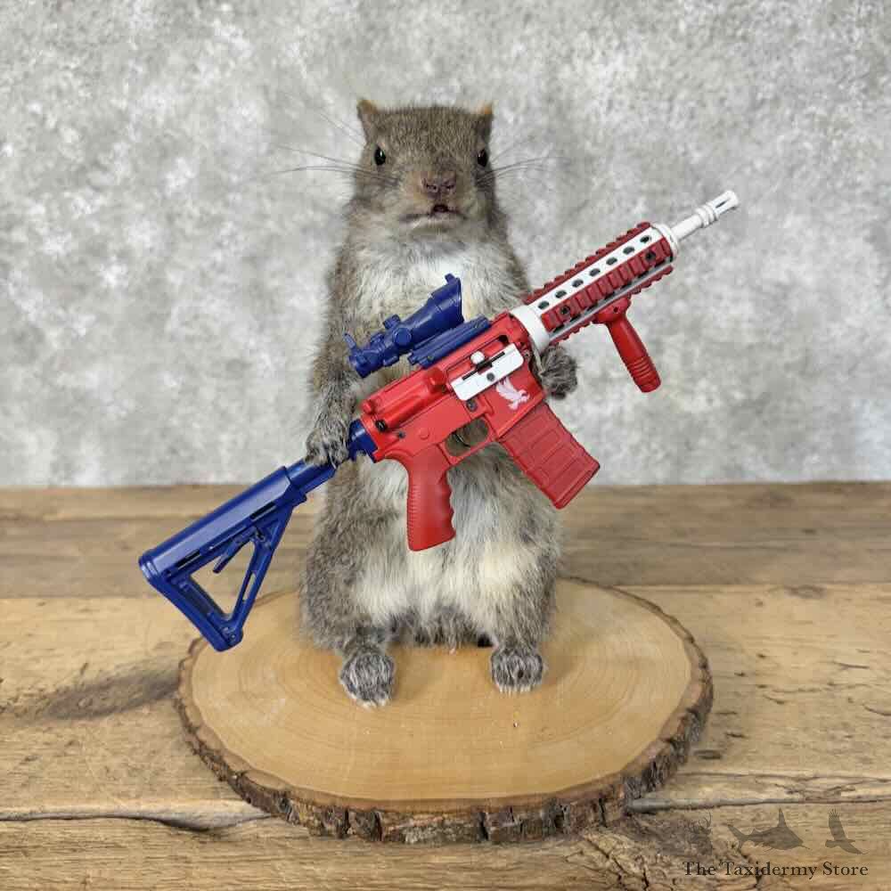 Novelty Grey Squirrel Mount For Sale #31483 @ The Taxidermy Store
