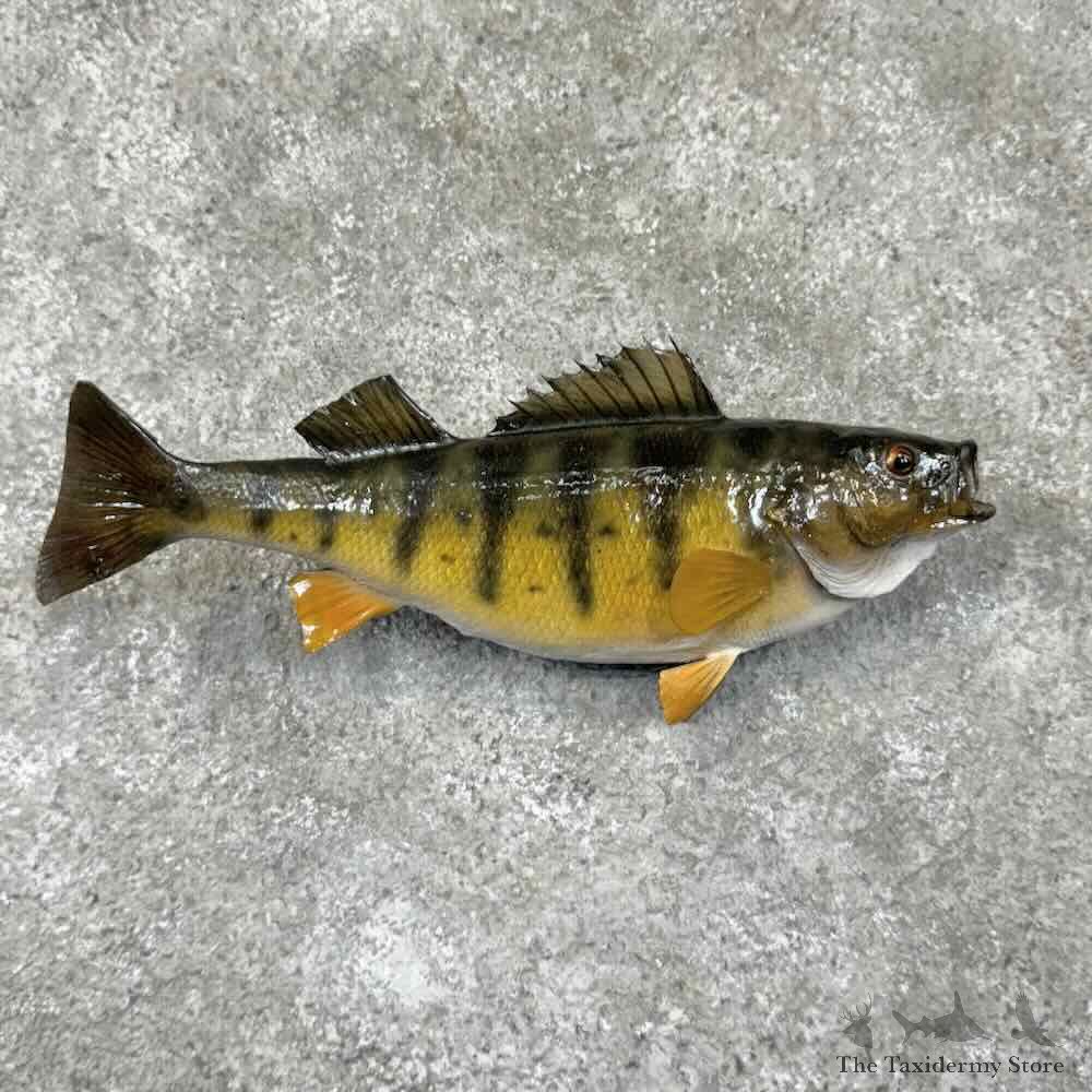 Yellow Perch Fish Mount For Sale #30980 @ The Taxidermy Store