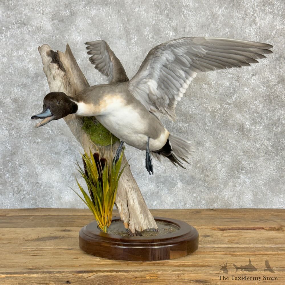 Northern Pintail Duck Bird Mount For Sale #28982 @ The Taxidermy Store