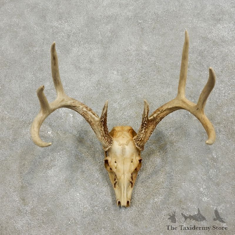 Whitetail Deer Skull European Mount For Sale #17557 @ The Taxidermy Store
