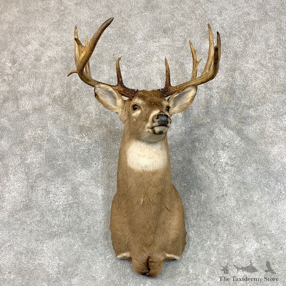 Whitetail Deer Shoulder Mount #22798 For Sale - The Taxidermy Store