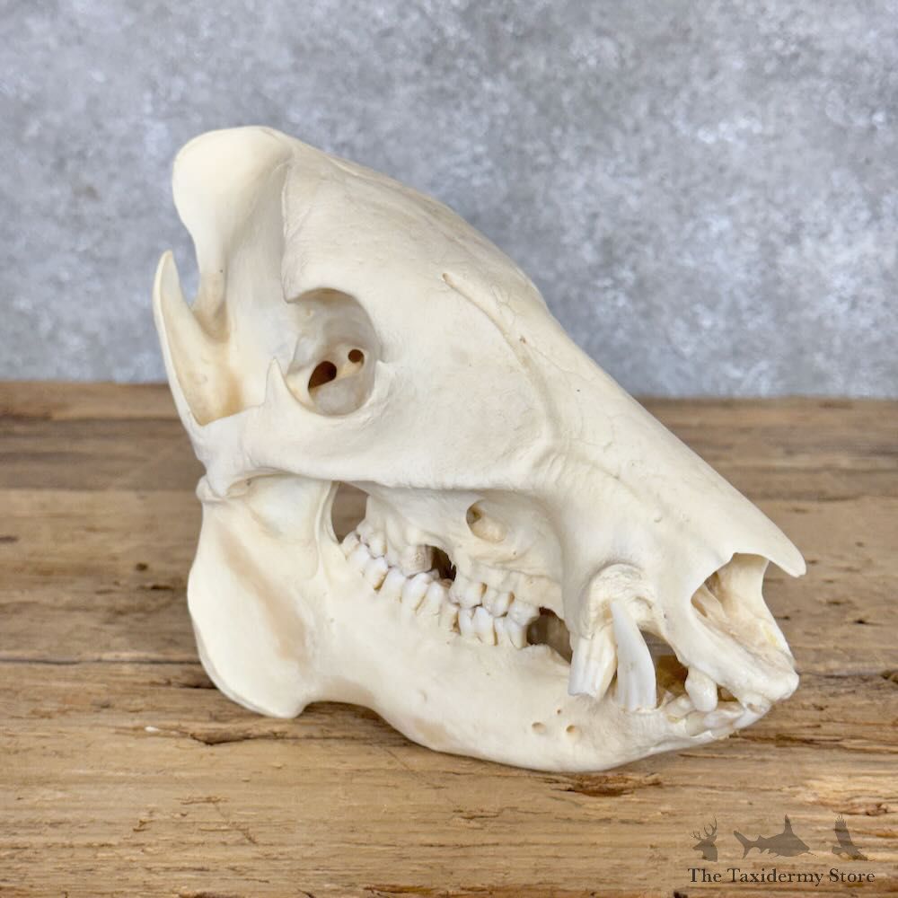 Peccary Skull Mount For Sale #28942 @ The Taxidermy Store