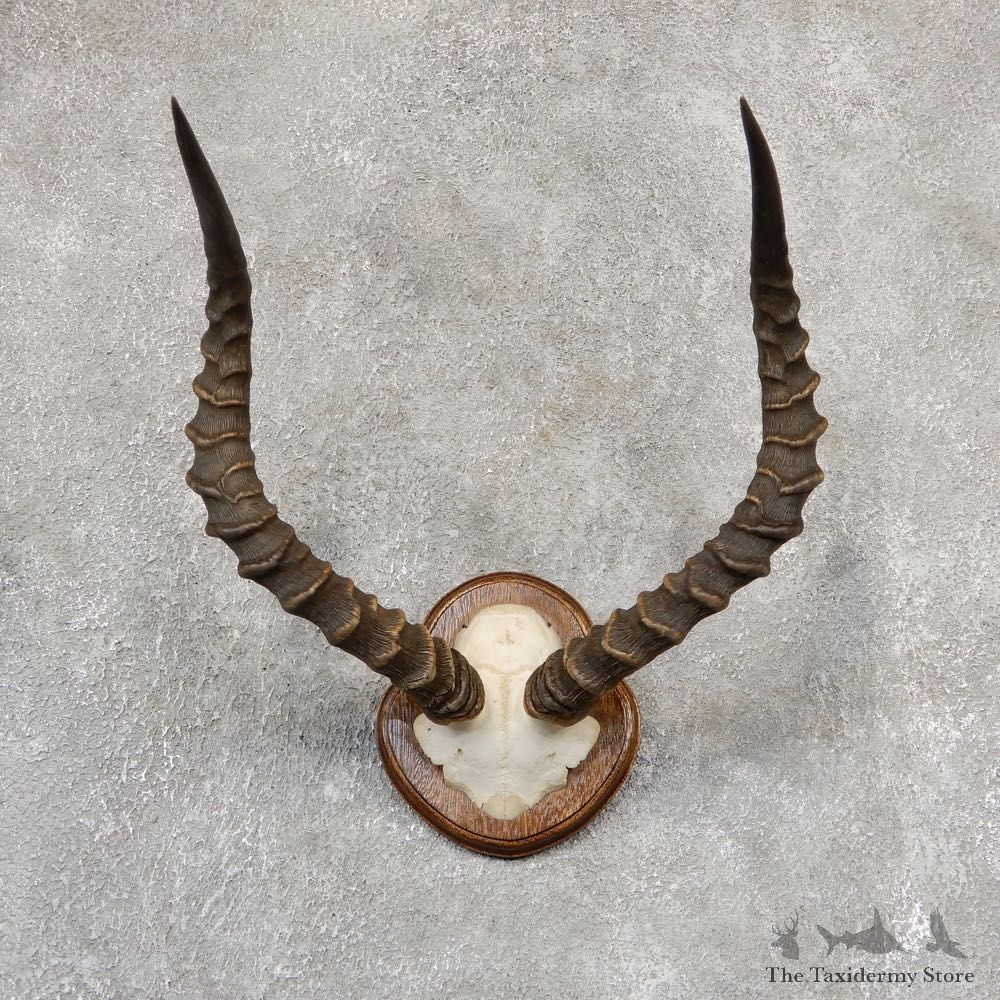 Impala Skull & Horn European Mount For Sale #19013 @ The Taxidermy Store
