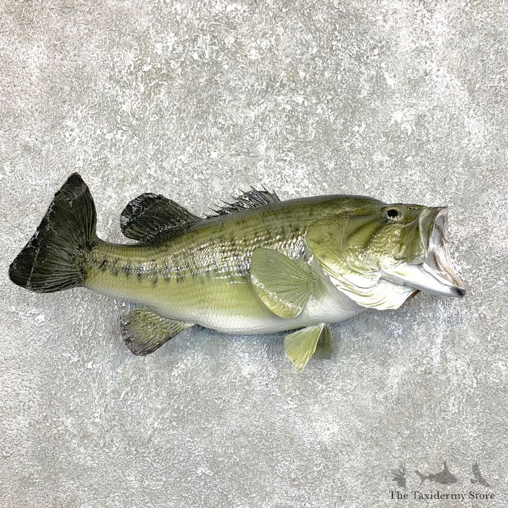 Largemouth Bass Fish Mount For Sale #23833 @ The Taxidermy Store