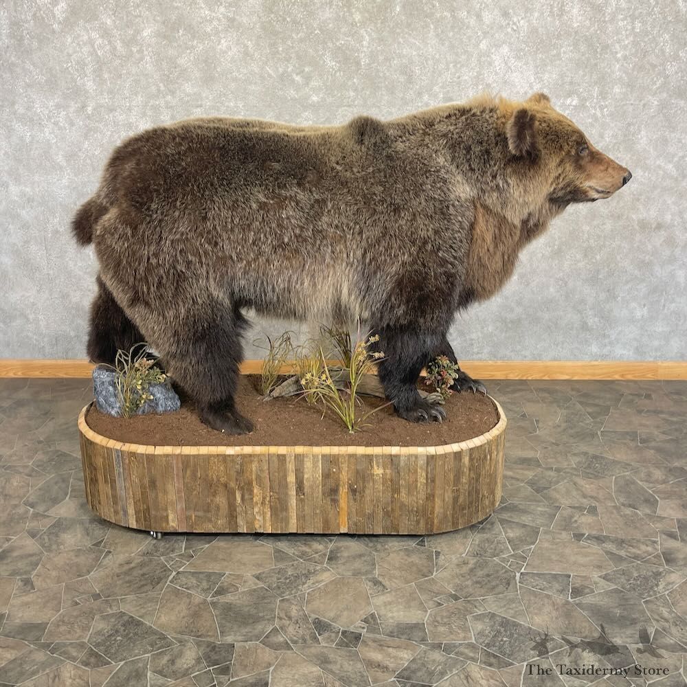 Grizzly Bear Life-Size Mount For Sale #27731 @ The Taxidermy Store