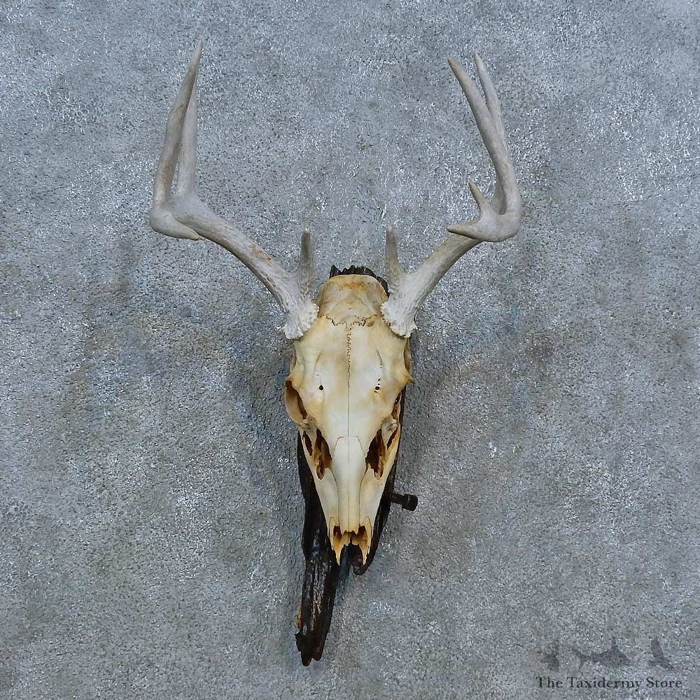 Whitetail Deer Skull Antler European Mount For Sale #15360 @ The Taxidermy Store
