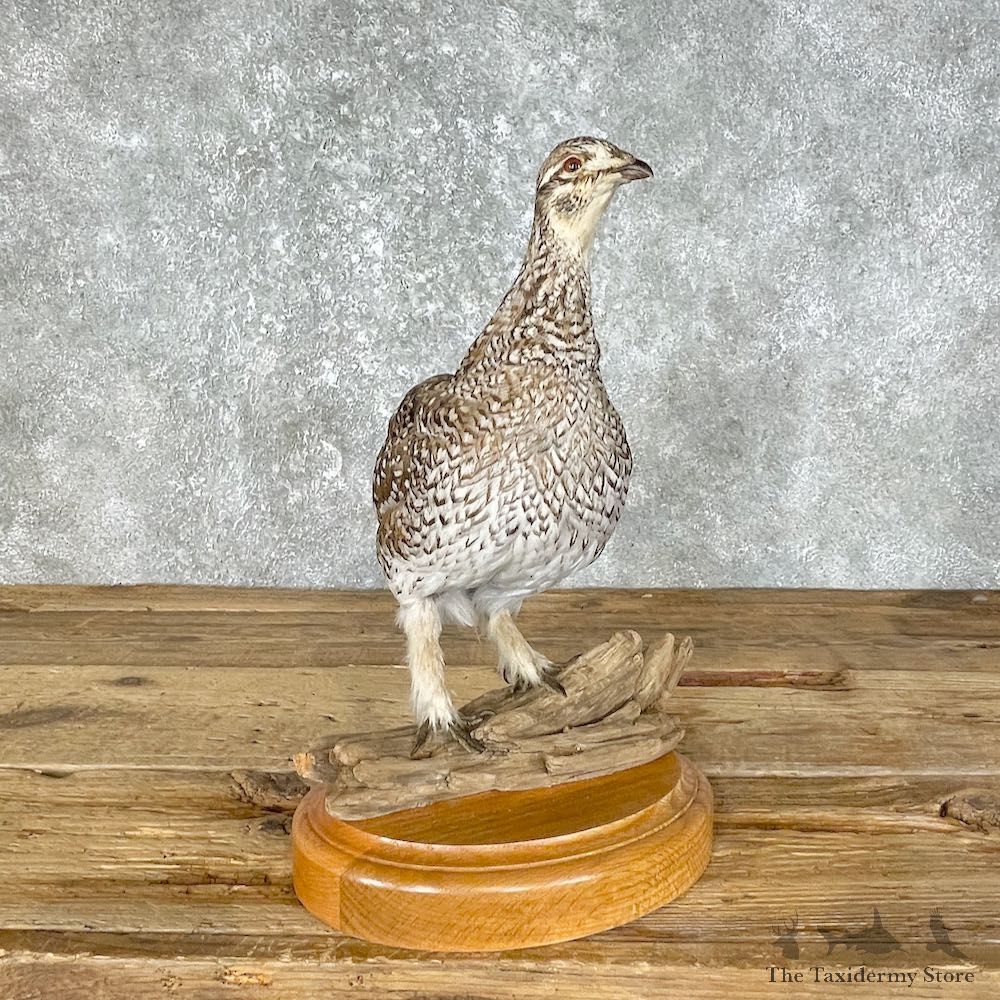 Sharp-tailed Grouse Bird Mount For Sale #25457 @ The Taxidermy Store