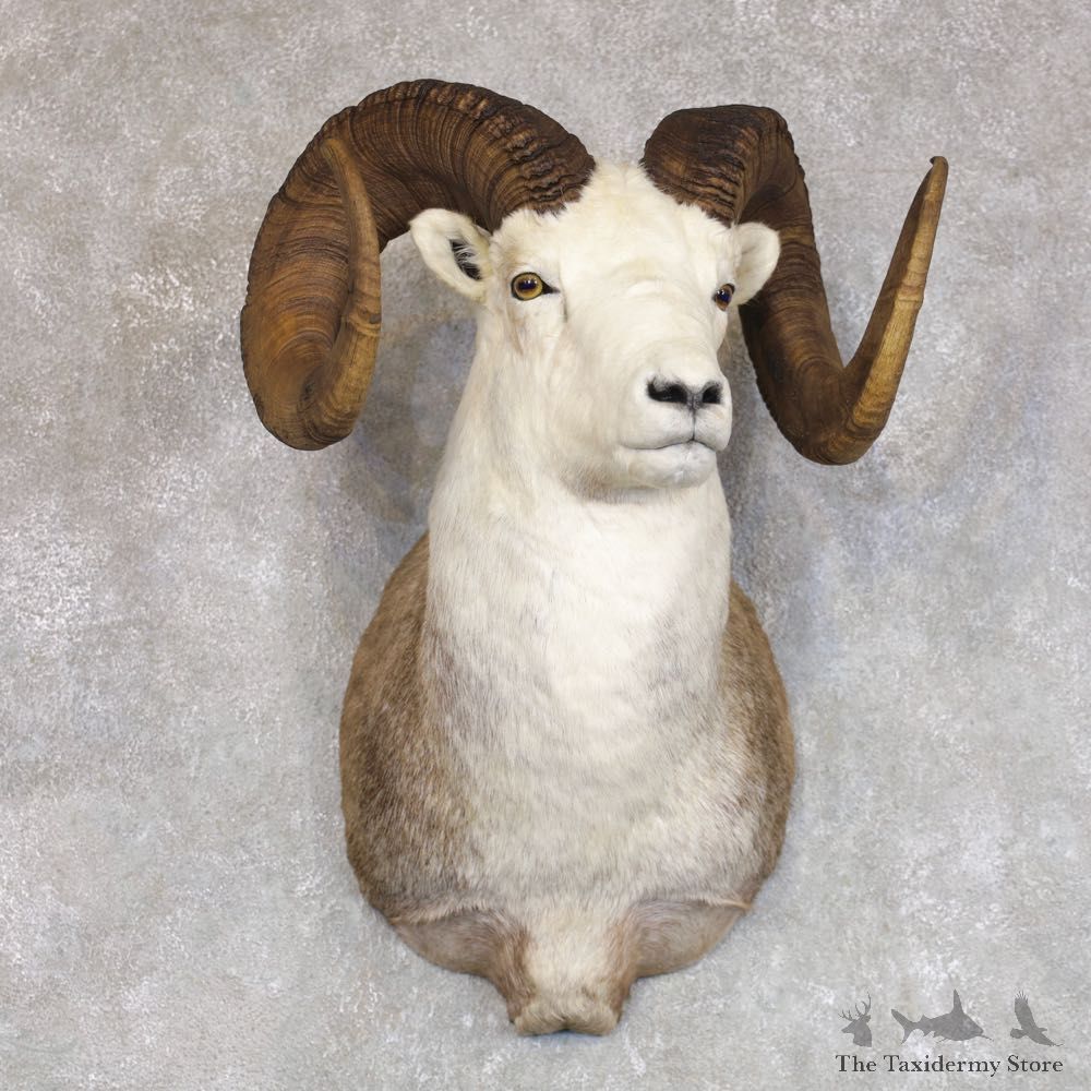 Stone Sheep Shoulder Mount For Sale #22242 @ The Taxidermy Store