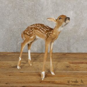 Whitetail Deer Fawn Life-Size Mount For Sale #20687 - The Taxidermy Store