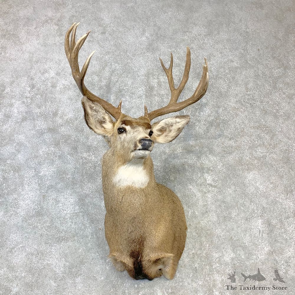 Mule Deer Shoulder Mount For Sale #23089 @ The Taxidermy Store
