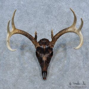 Whitetail Deer Shoulder Mount For Sale #15330 @ The Taxidermy Store