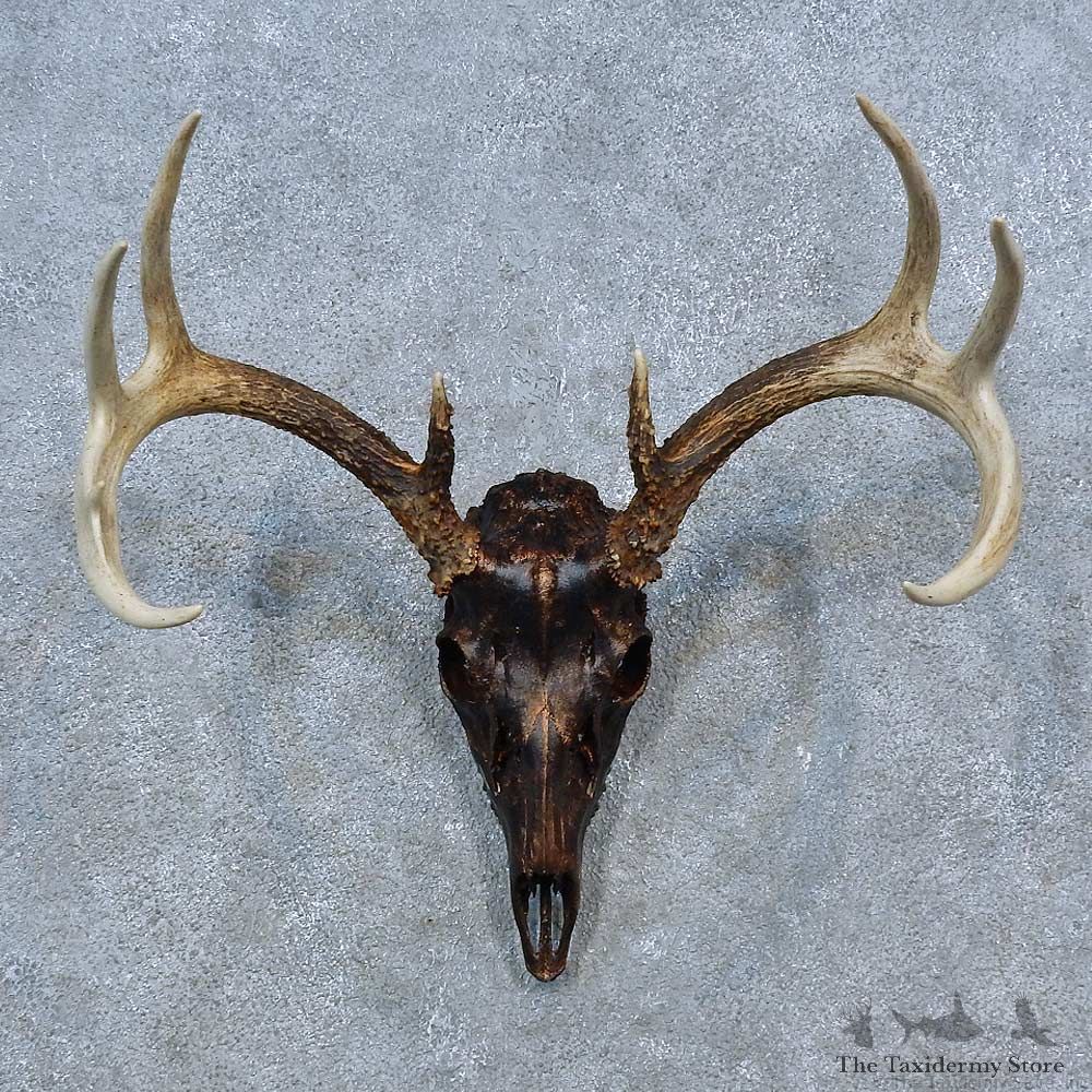 Whitetail Deer Shoulder Mount For Sale #15330 @ The Taxidermy Store