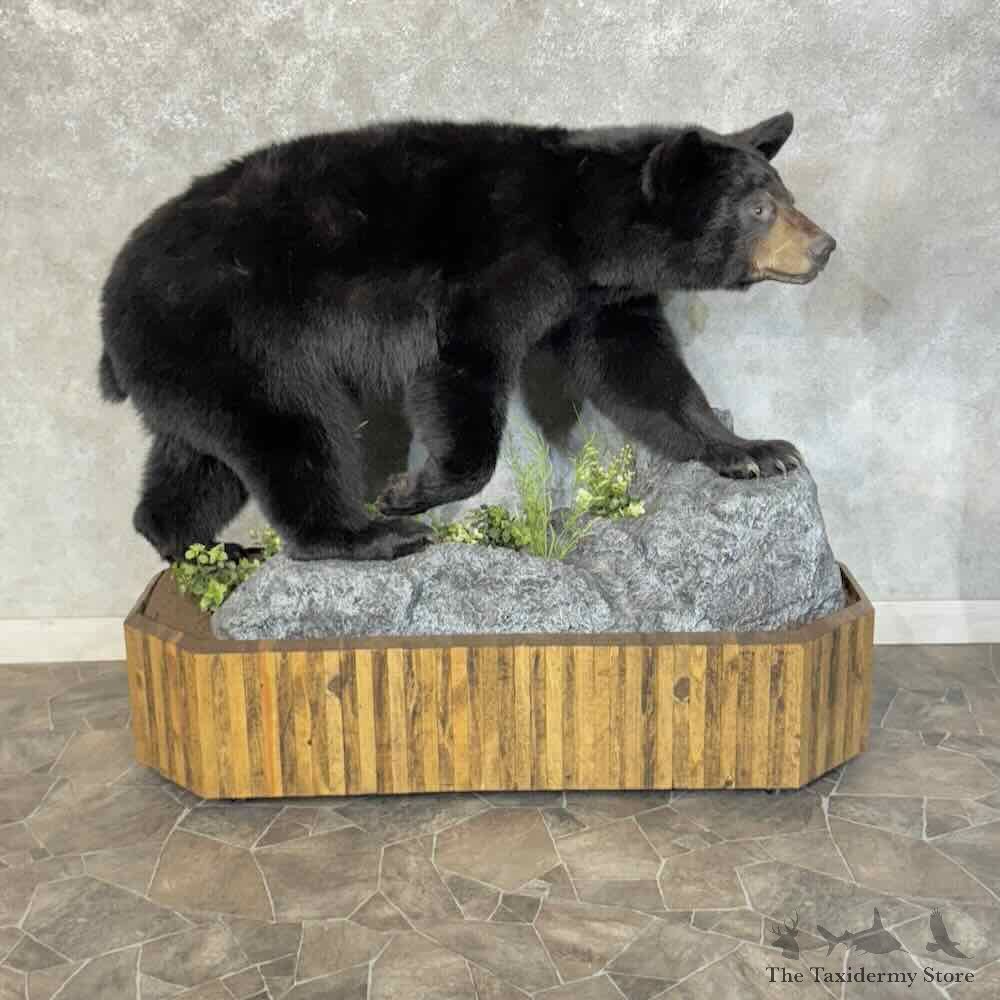 Black Bear Life-Size Mount For Sale #31226 @ The Taxidermy Store