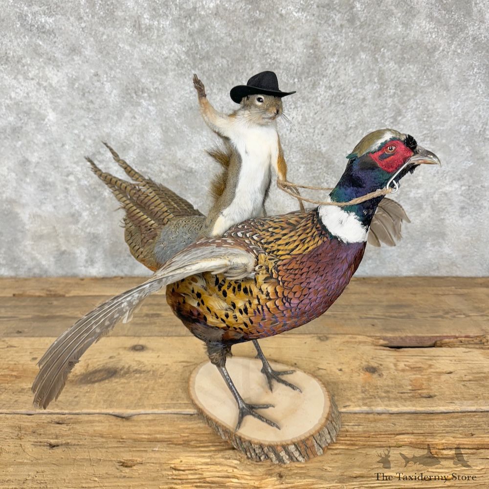 Grey Squirrel & Ringneck Pheasant Novelty Mount For Sale #29519 @ The Taxidermy Store