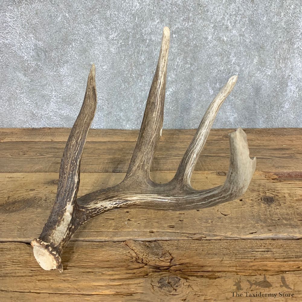 Whitetail Deer Antler Shed For Sale #21499 @ The Taxidermy Store