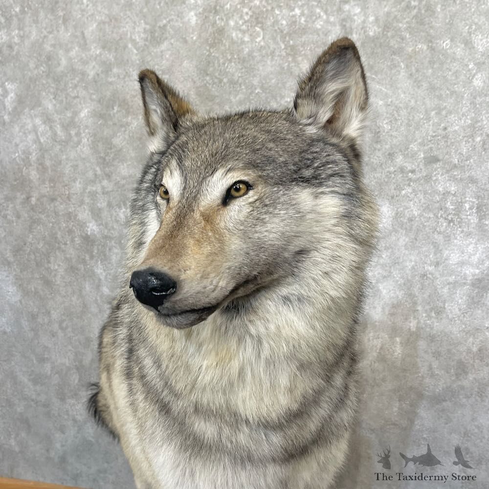 Alaskan Grey Wolf Life-Size Mount For Sale #27733 @ The Taxidermy Store