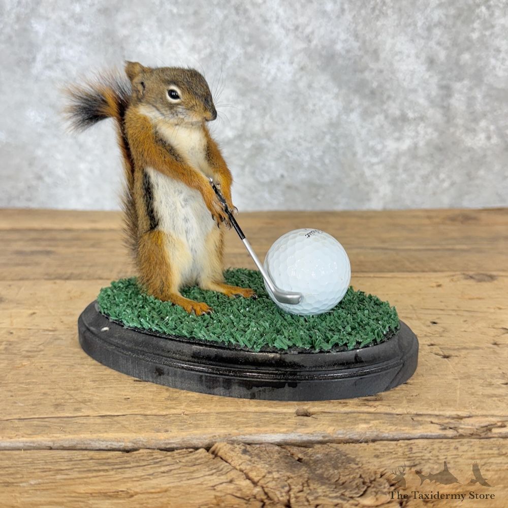 Golfing Squirrel Novelty Mount For Sale #29947 @ The Taxidermy Store
