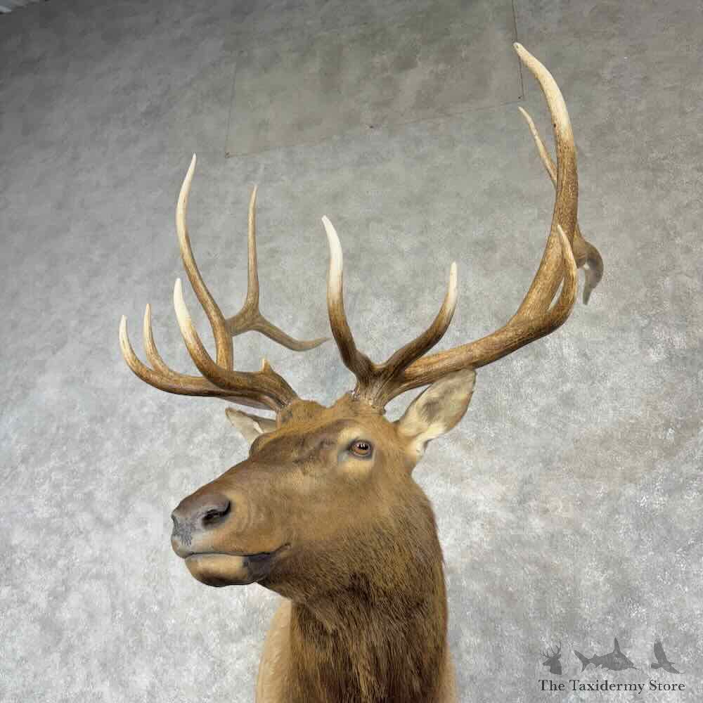 Rocky Mountain Elk Shoulder Mount For Sale #30368 @ The Taxidermy Store