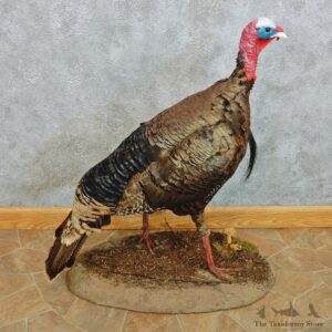 Merriam's Turkey Standing Life Size Taxidermy Mount #12462 For Sale @ The Taxidermy Store