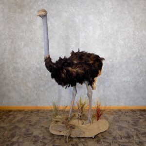 Standing Ostrich Life Size Taxidermy Mount #18598 For Sale @ The Taxidermy Store