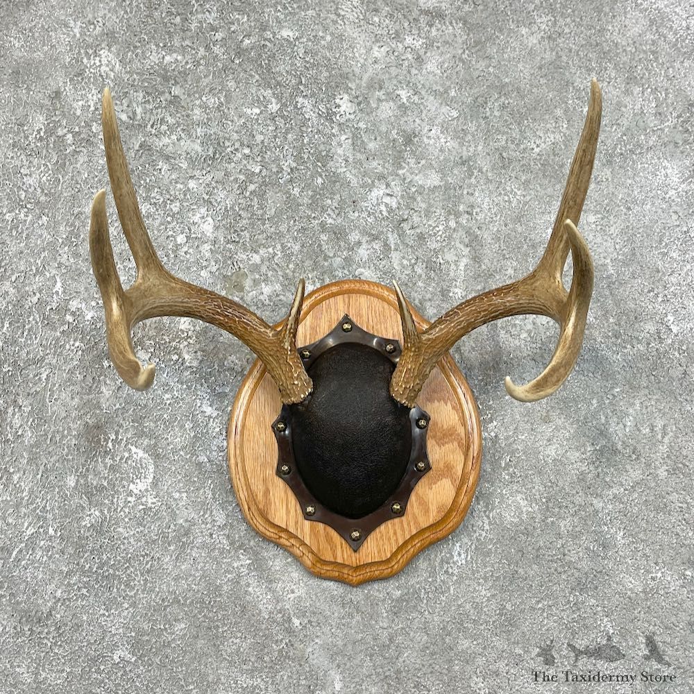 Whitetail Deer Antler Plaque Mount For Sale #25834 @ The Taxidermy Store