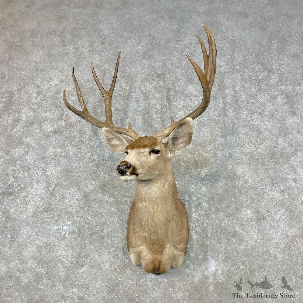 Mule Deer Shoulder Mount For Sale #26818 @ The Taxidermy Store