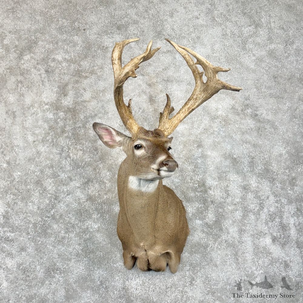 Whitetail Deer Shoulder Mount For Sale #29869 @ The Taxidermy Store