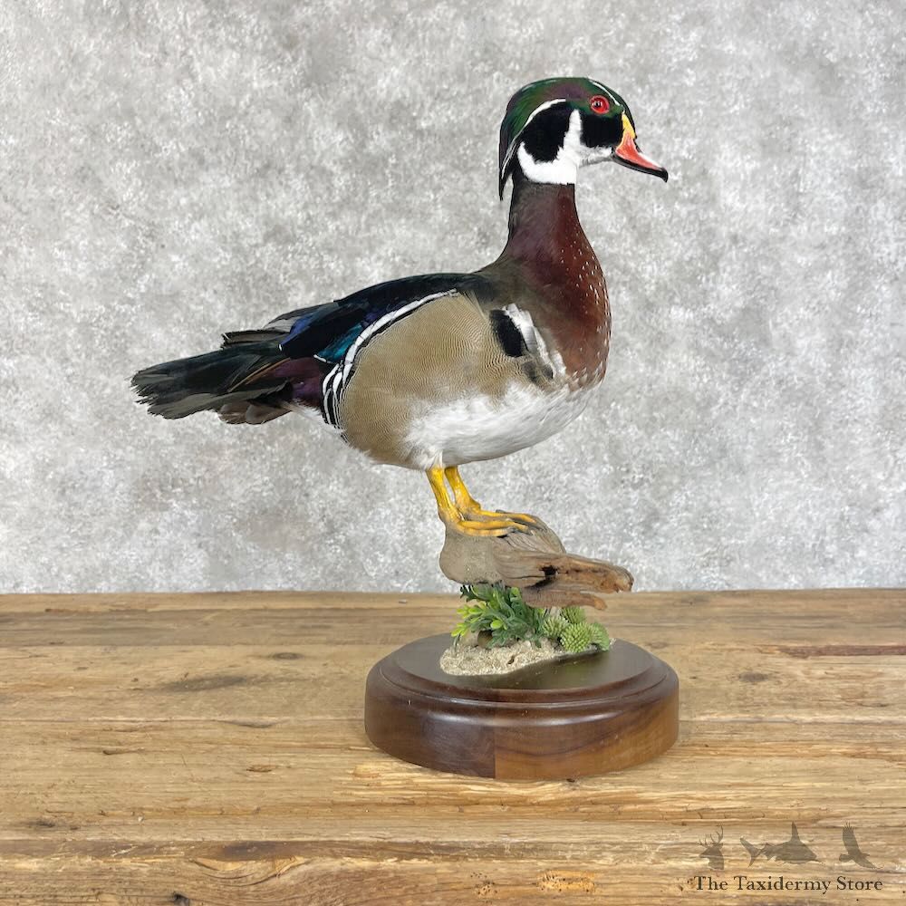 Wood Duck Bird Mount For Sale #28508 - The Taxidermy Store