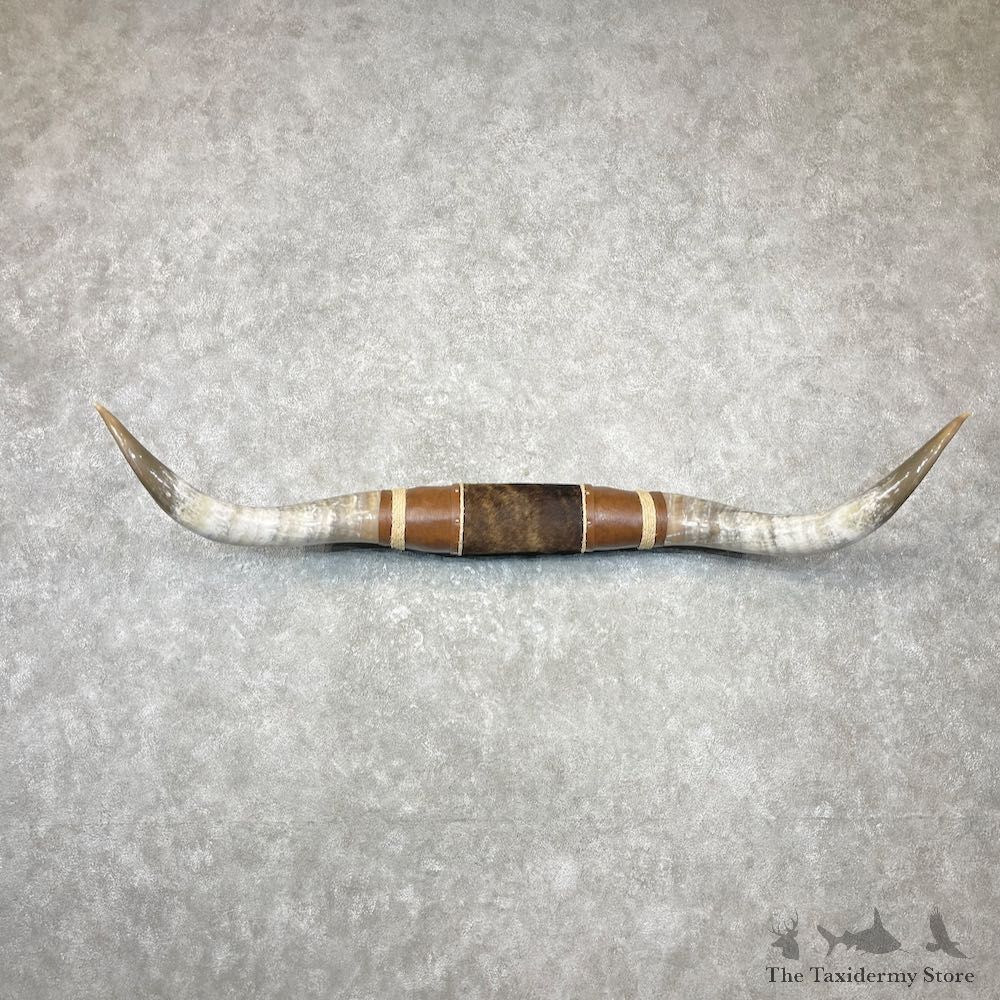 Longhorn Steer Plaque For Sale #27036 @ The Taxidermy Store
