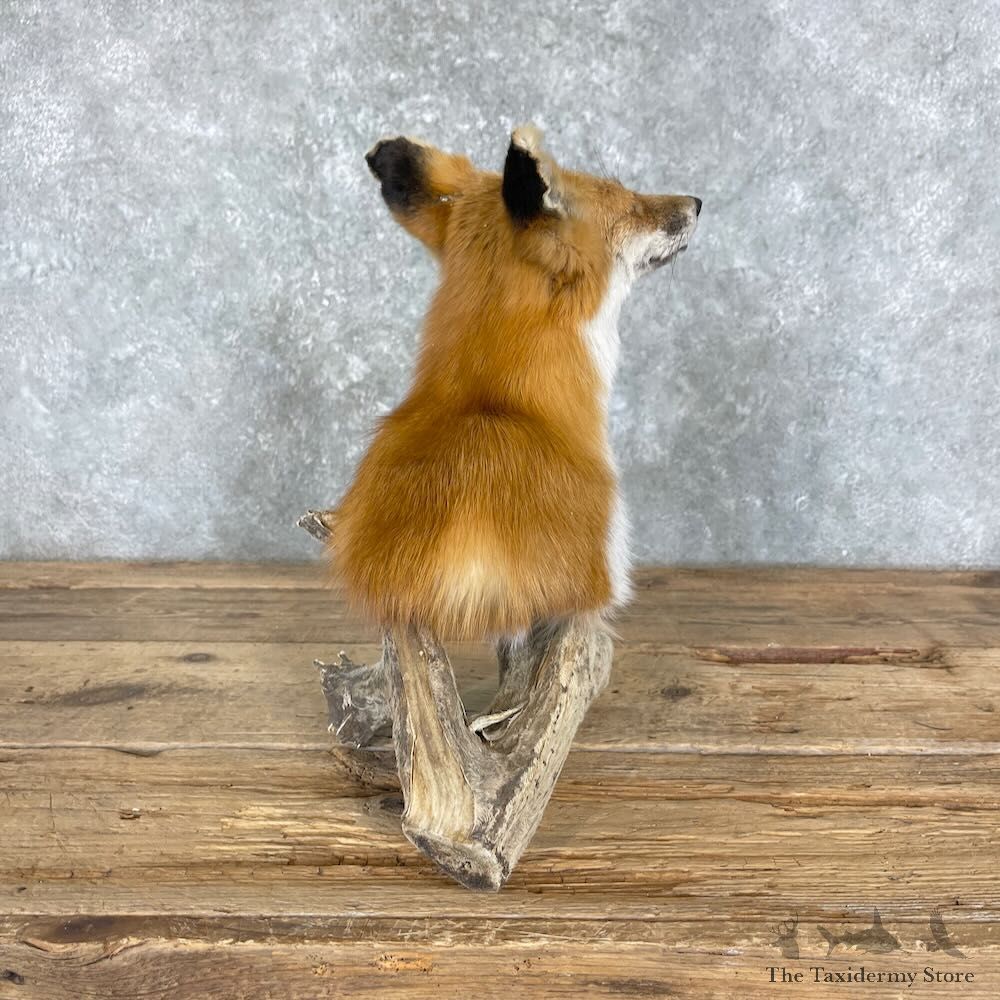 Red Fox Pedestal Mount For Sale #27372 @ The Taxidermy Store