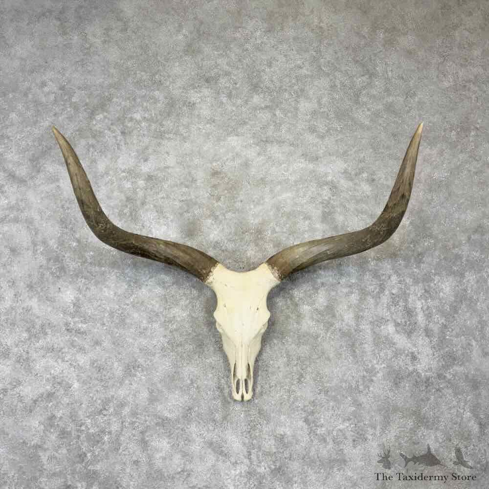 Watusi Longhorn Skull European Mount For Sale #30434 @ The Taxidermy Store