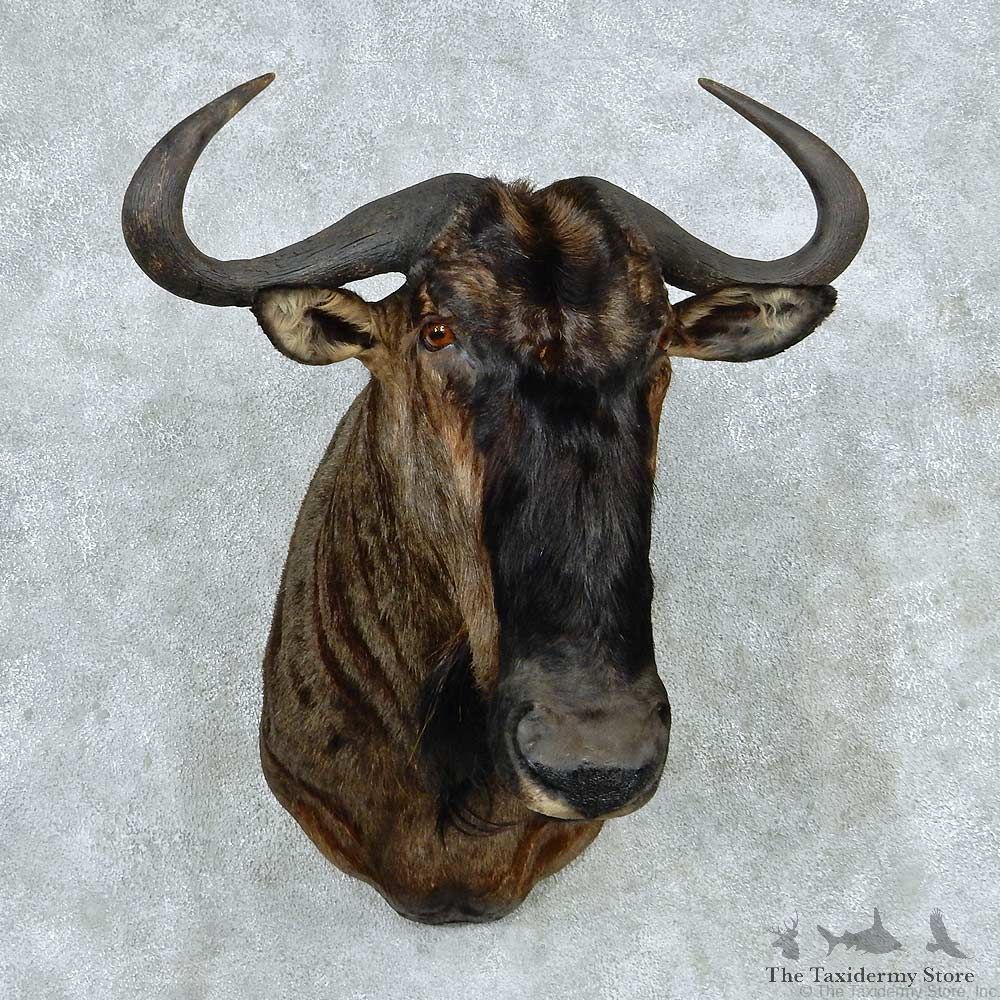 African Blue Wildebeest Shoulder Mount #13788 For Sale @ The Taxidermy Store