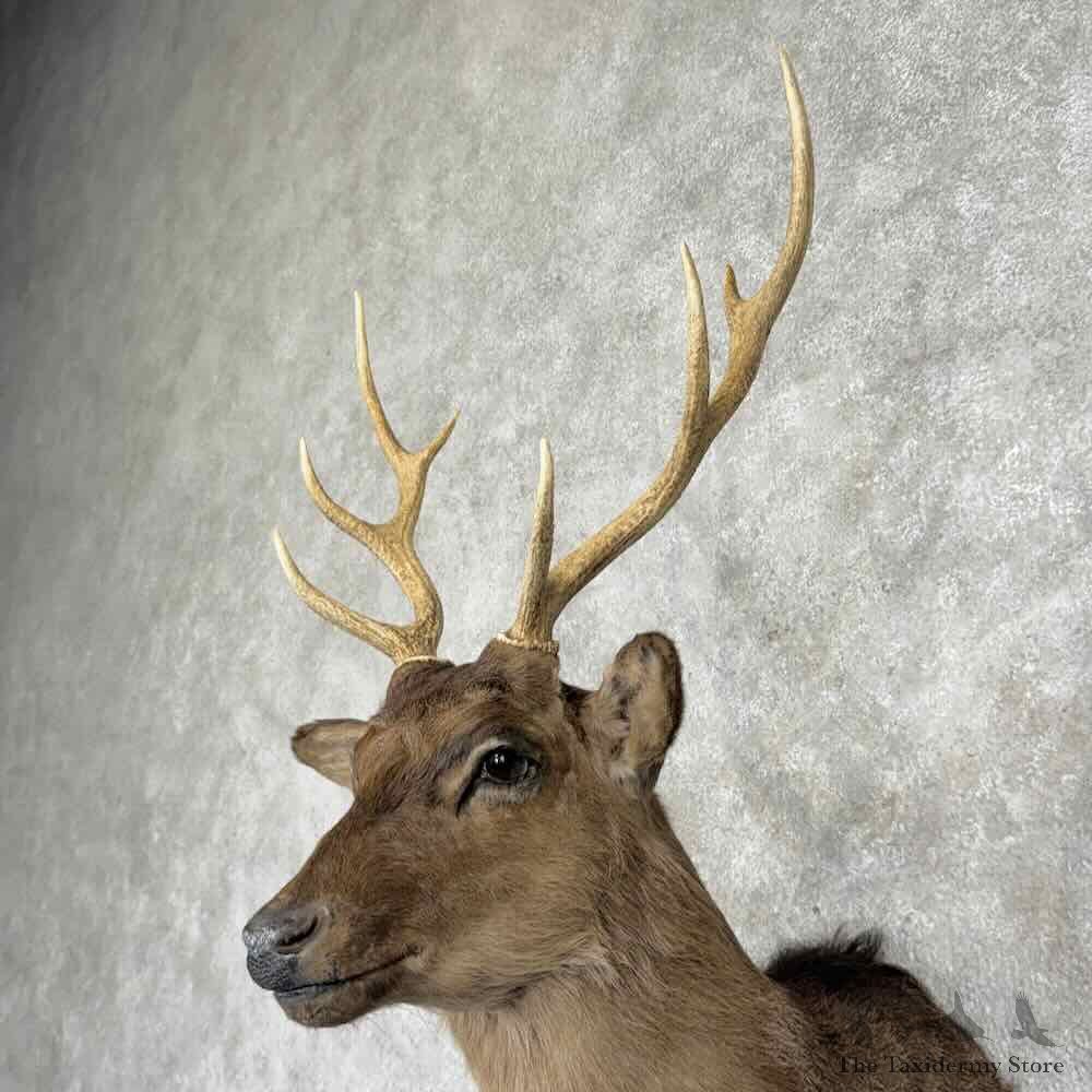 Sika Deer Shoulder Mount For Sale #31547 @ The Taxidermy Store
