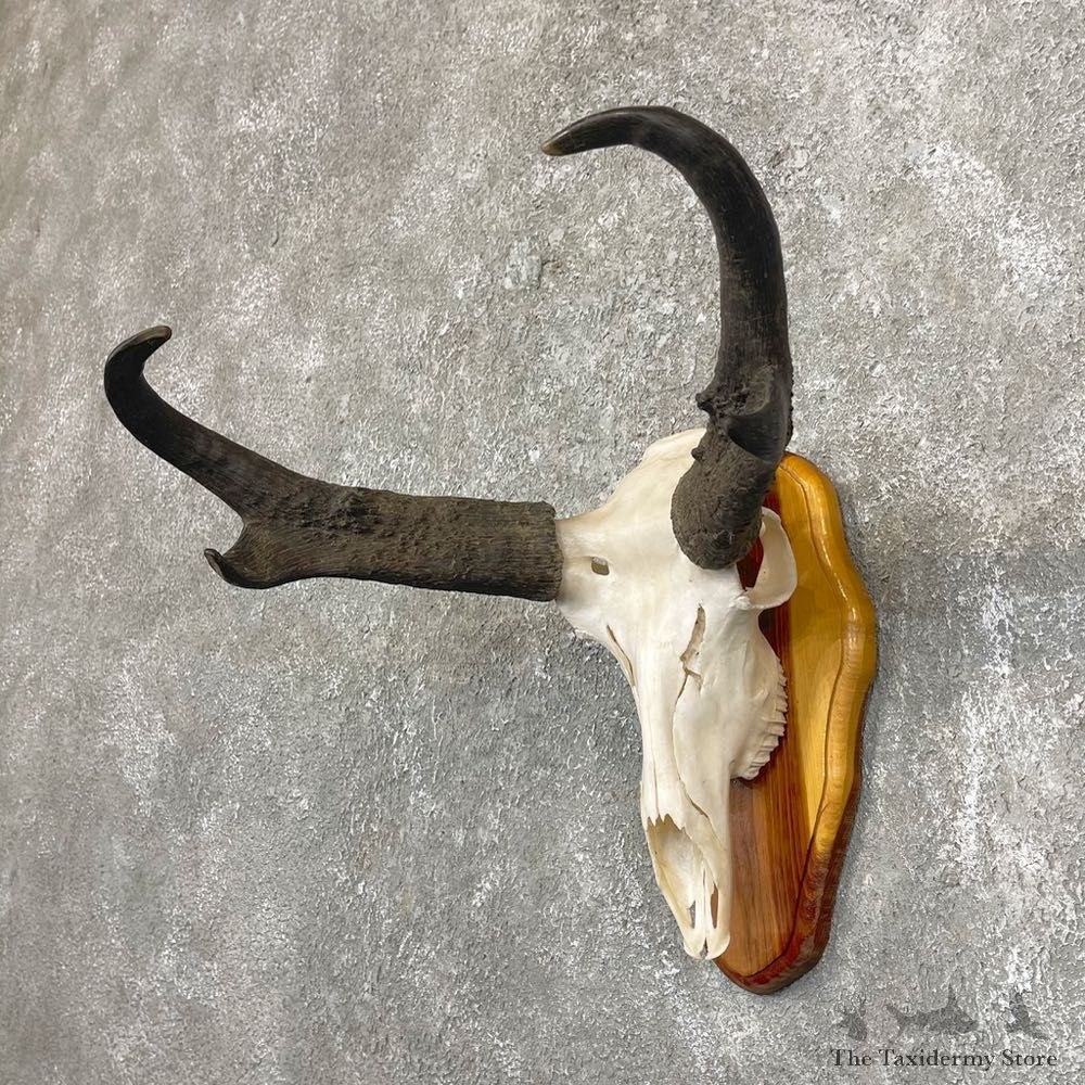 Pronghorn Skull & Horn European Mount #24256 For Sale @ The Taxidermy Store