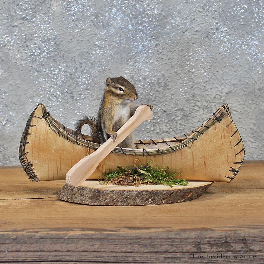 Novelty Canoe Chipmunk Mount #11905 For Sale @ The Taxidermy Store