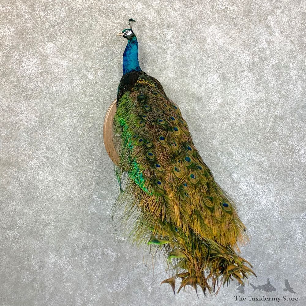 Blue Indian Peacock Bird Mount For Sale #23547 @ The Taxidermy Store