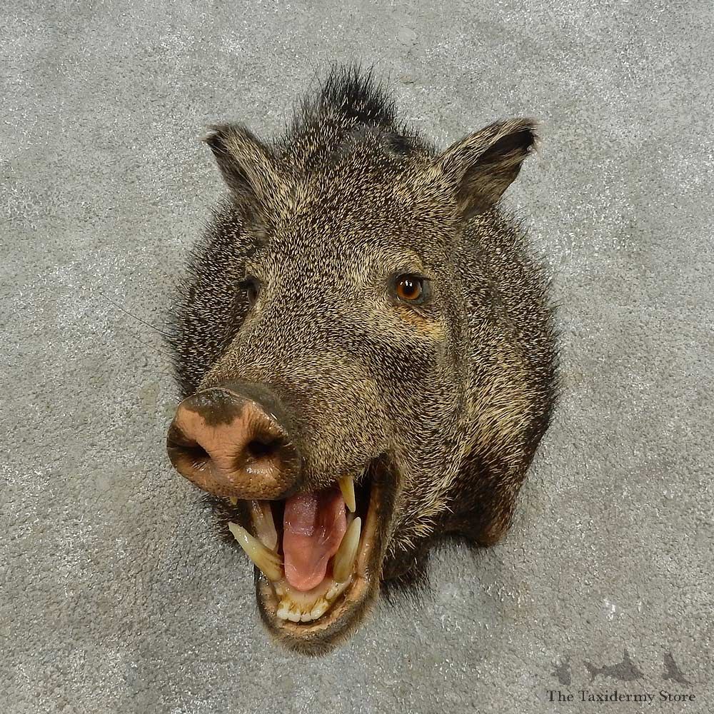 Peccary Shoulder Mount For Sale #16668 @ The Taxidermy Store