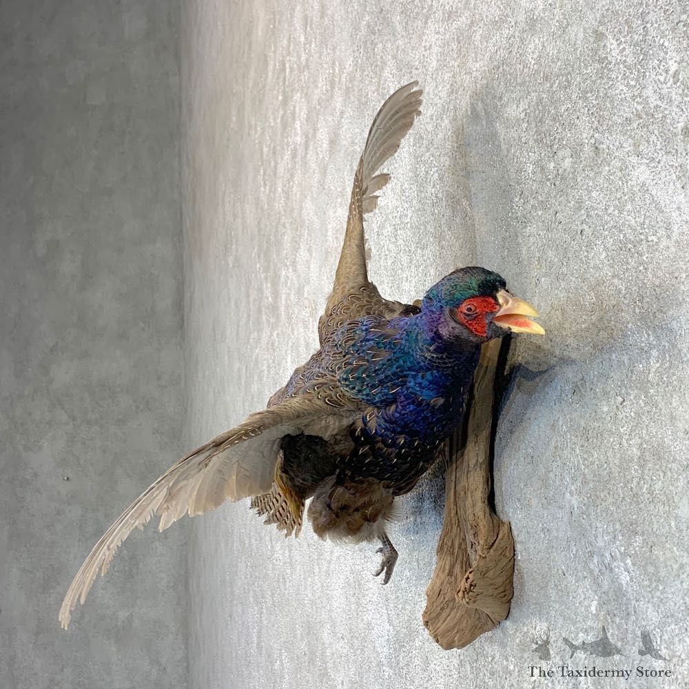 Green Pheasant Taxidermy Mount #22810 For Sale @ The Taxidermy Store