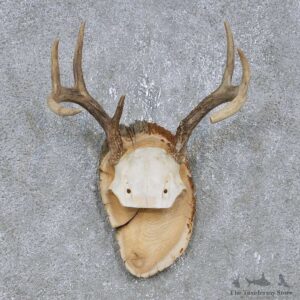Whitetail Deer Antler Plaque Mount For Sale #14738 @ The Taxidermy Store