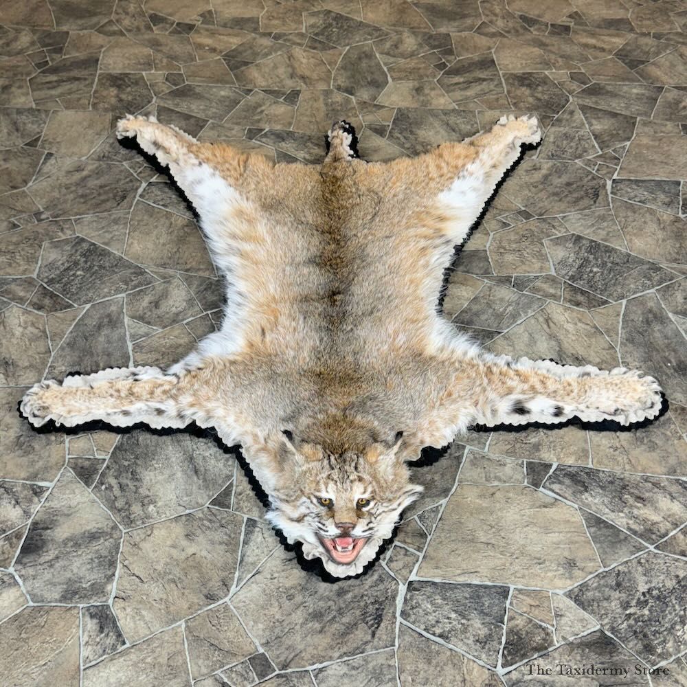 Bobcat Rug Mount For Sale #28822 @ The Taxidermy Store