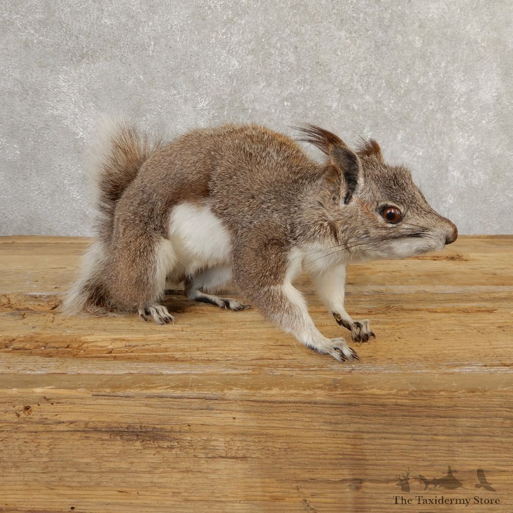 Abert's Squirrel Life-Size Mount For Sale #20763 @ The Taxidermy Store