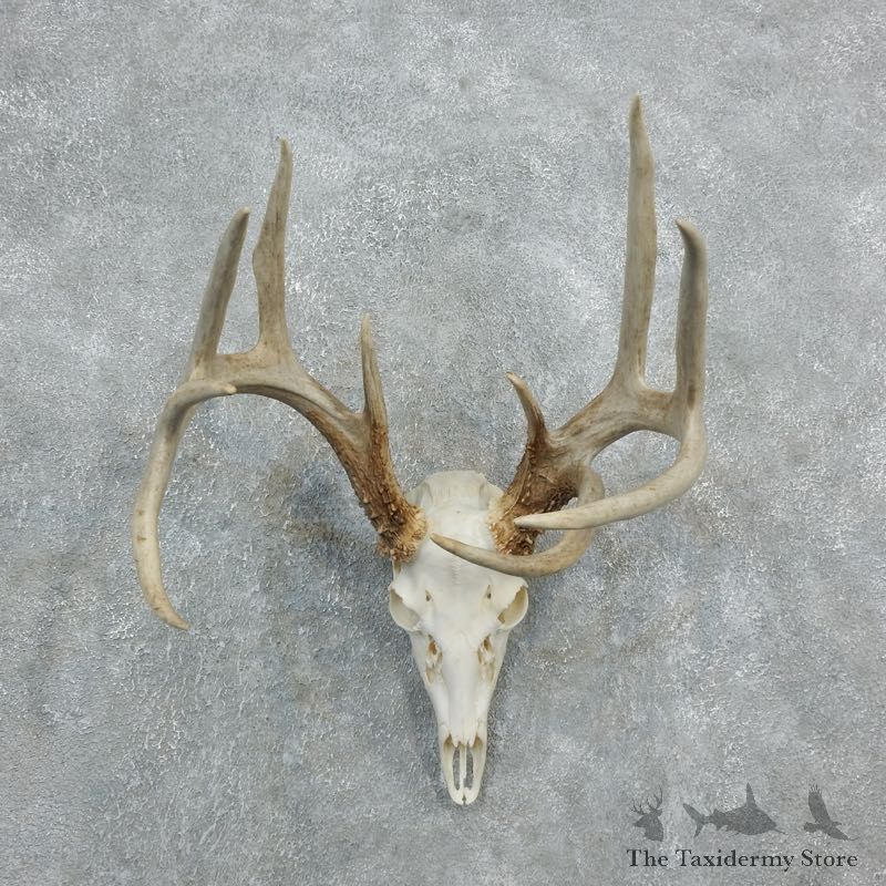 Whitetail Deer Skull European Mount For Sale #18320 @ The Taxidermy Store