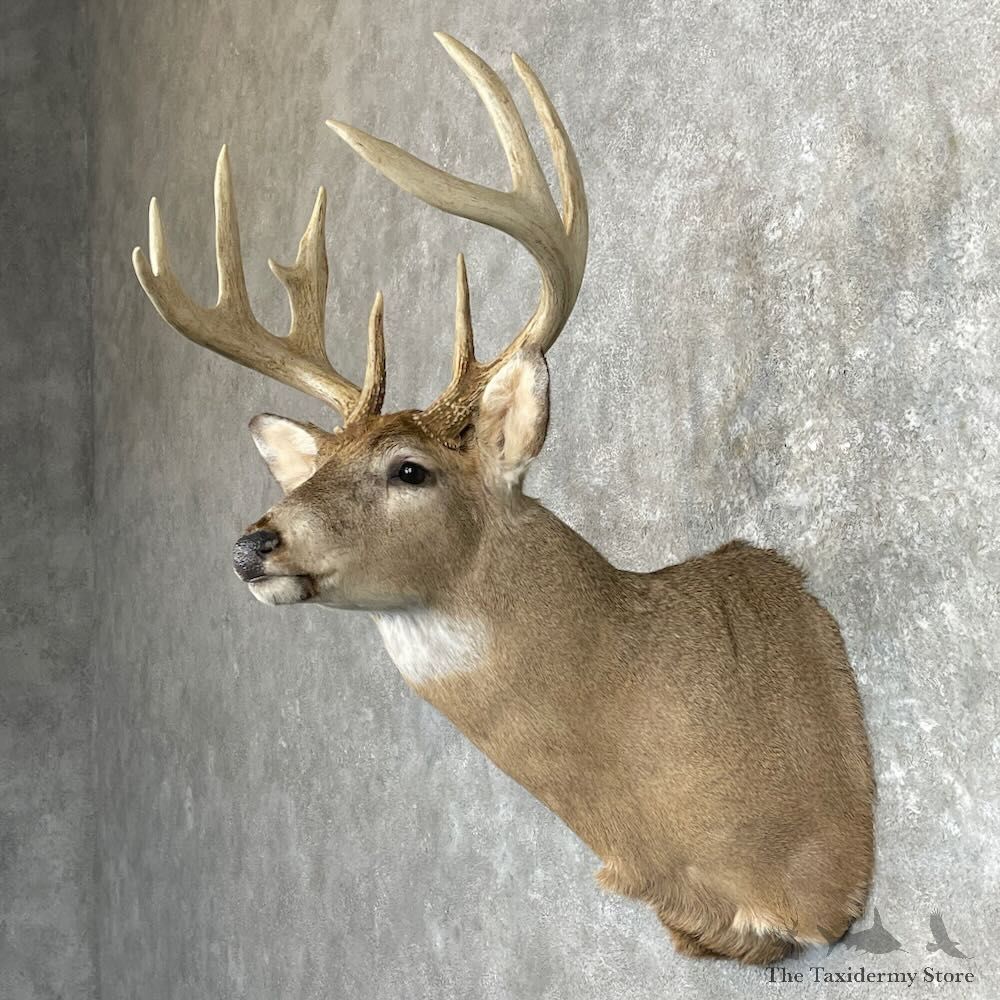 Whitetail Deer Shoulder Mount For Sale #27344 - The Taxidermy Store