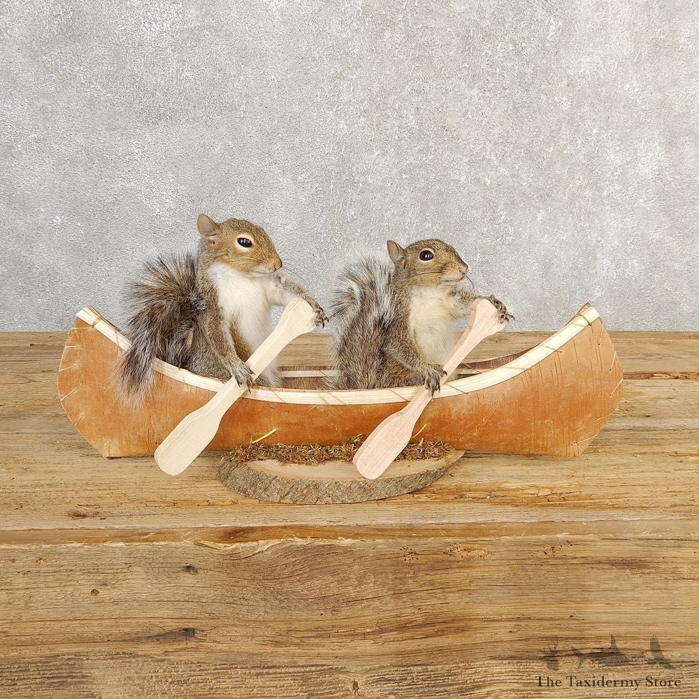 Canoeing Squirrels Novelty Mount For Sale #20755 @ The Taxidermy Store