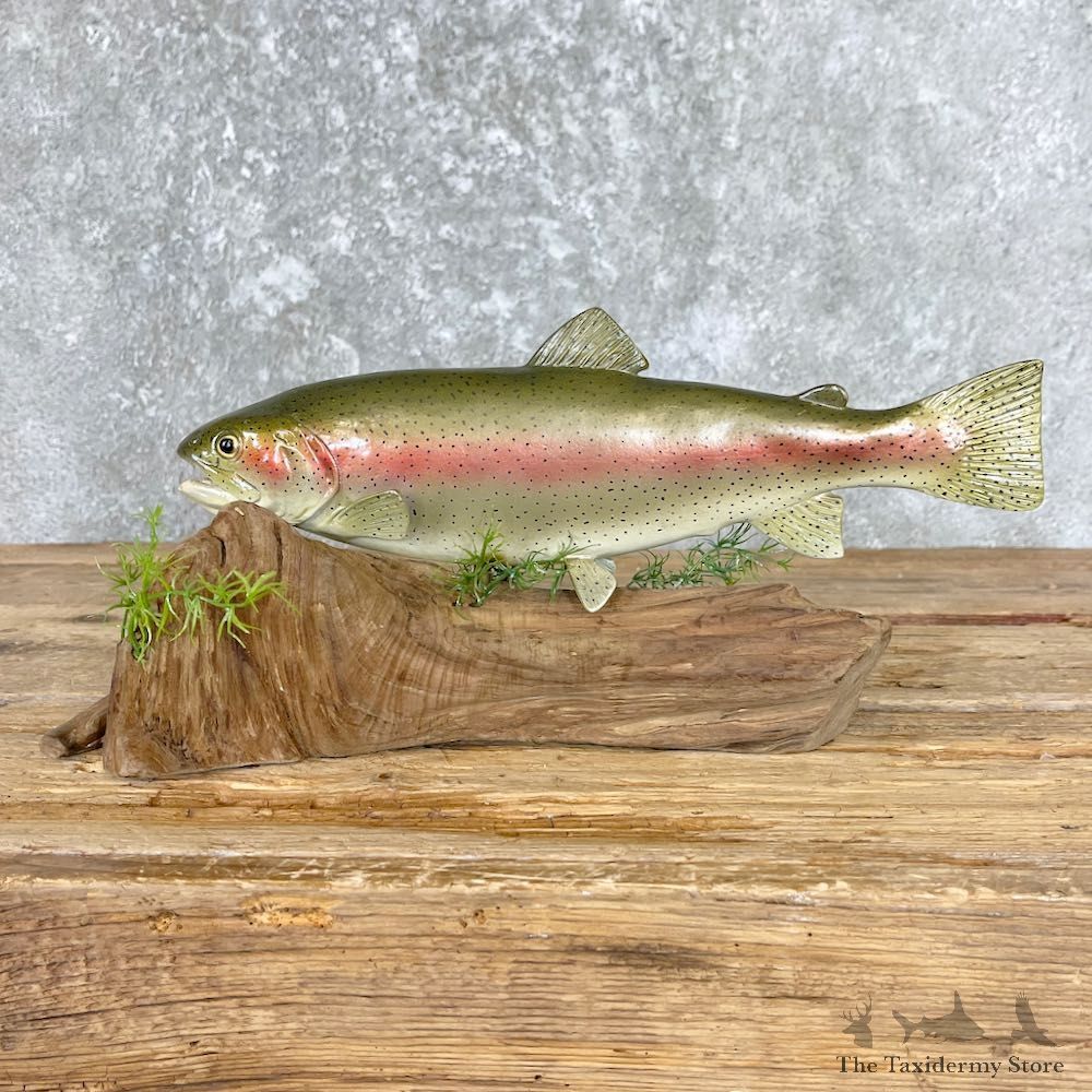 Rainbow Trout Fish Mount For Sale #26557 @ The Taxidermy Store