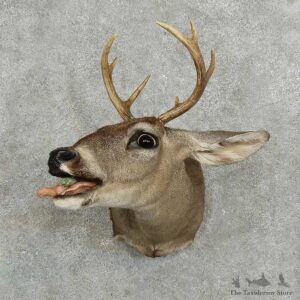 Whitetail Deer Shoulder Mount For Sale #16072 @ The Taxidermy Store