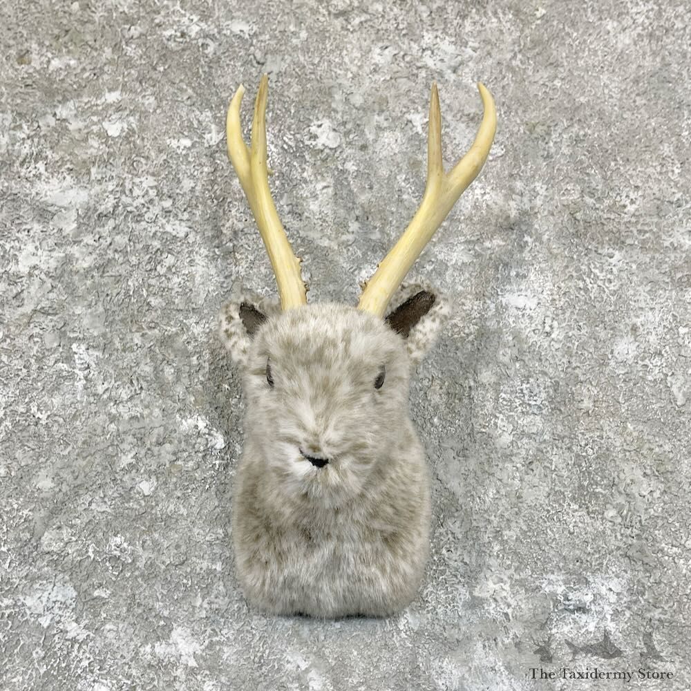 Jackalope Shoulder Mount For Sale #27845 @ The Taxidermy Store
