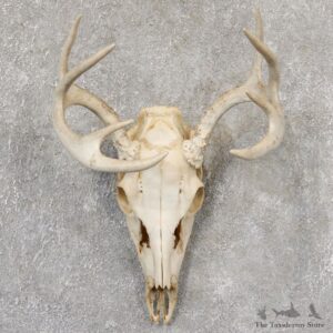 Whitetail Deer Skull European Mount For Sale #19028 @ The Taxidermy Store